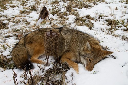 Portable Super Critter Decoy: 20-Hour Battery Life & Remote Control Ready - Picture 9 of 10
