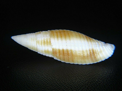MITRA ''CANCILLA'' RUBIGINOSA: LARGE RARITY @ 31.77MM!