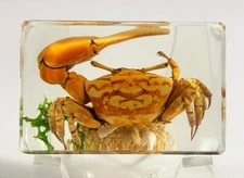 44mm Real Fiddler Crab on Sea Bottom in Clear Lucite Resin Scenery Diorama Decor