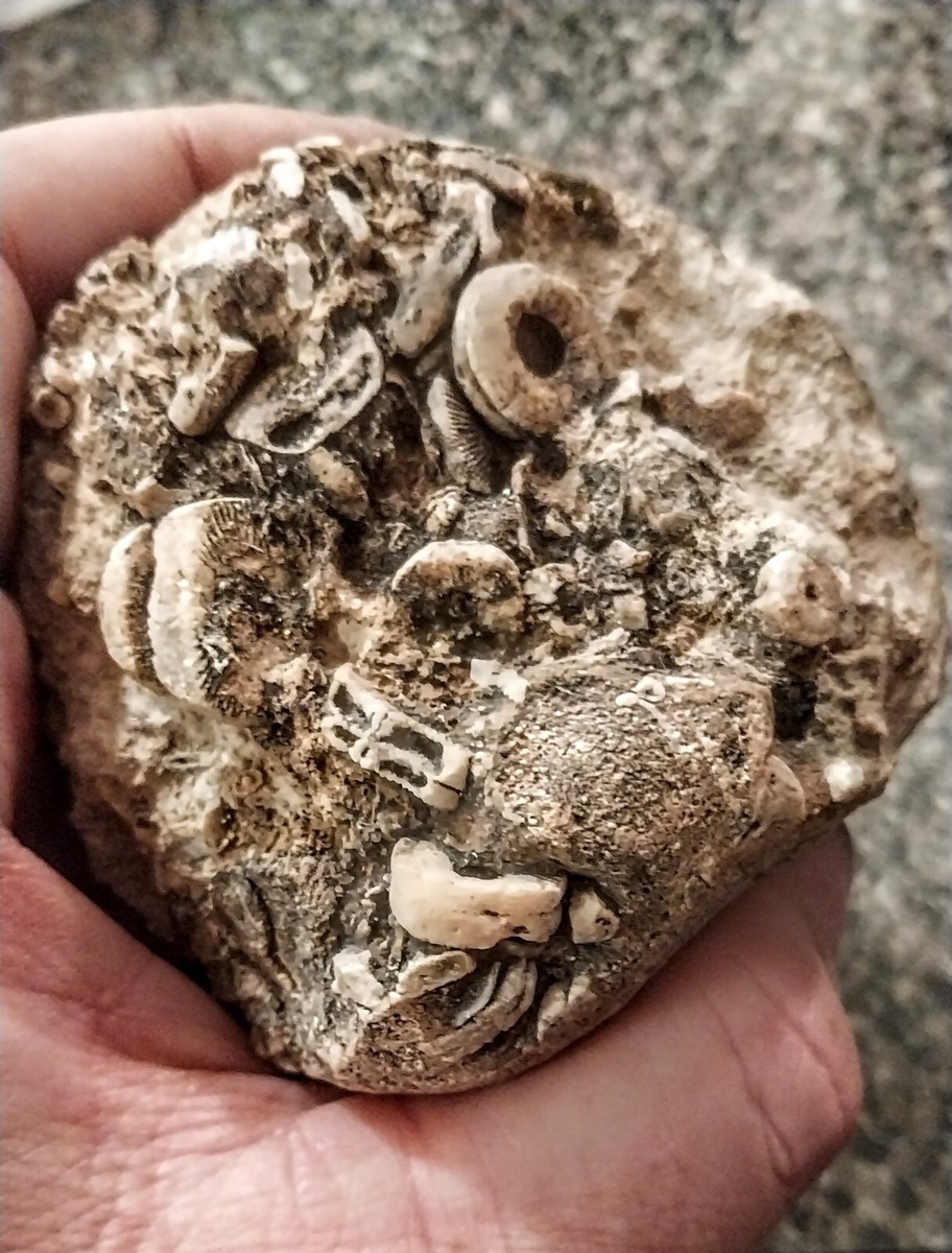 Crinoid Fossils, Carboniferous Period, Mohave County Arizona | eBay