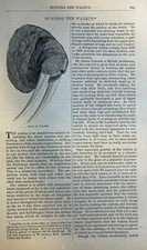 1877 Walrus Hunting Spitzbergen Nova Zembla illustrated