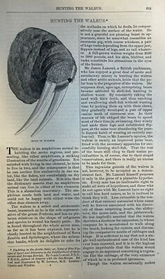 1877 Walrus Hunting Spitzbergen Nova Zembla illustrated