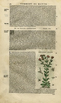 Antique Print-Botany-Glycyrrhiza-Mattioli-p. 382-Anonymous-1572