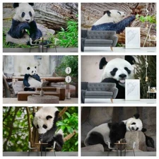 3D Panda Background Self-adhesive Wallpaper Removable Wallpaper Wall Mural