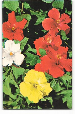 Colorful hibiscus in a Florida garden Postcard VTG ME9.