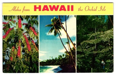Aloha From Hawaii the Orchid Isle Tropical Scenery Multiview Palm Trees Postcard