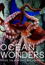 Ocean Wonders: Inside the Monterey Bay Aquarium