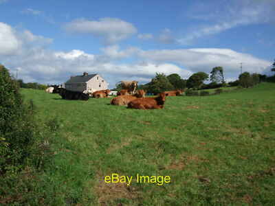 Photo 12x8 Herd of cows In a field at Bryn Rhys. This field featured the a c2010
