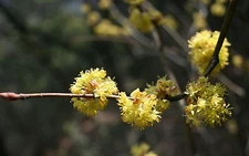 Lindera obtusiloba SPICEBUSH SHRUB Seeds!