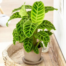 Evergreen Calathea Zebrina Indoor Zebra Plant 30-40cm with Pot