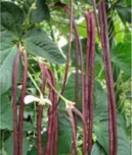 Asparagus Yard Long Pole Beans (Red Noodle) Seeds (20+ Seeds) | Non GMO | Vegeta