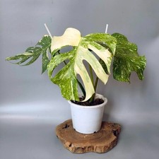 Monstera Deliciosa Platinum Variegated   Free Phytosanitary Certificate