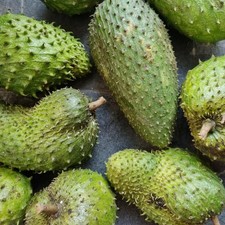 Soursop Seedss var. Mandalik 100 pcs Annona muricata Giant Big Fruit