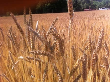 Peruvian Red Wheat Seeds (300) / BREAD / ORGANIC / EASY / RARE