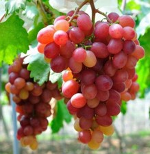 Grape Vine Plant Pinkdose Rare 'Suffolk Red' - Ready to Plant in 9cm Pot