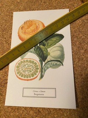 Postkarte ungelaufen Botanicals selt botanis Archiven New York Botanical Garden