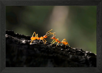 Fire Ant Framed Wall Art Poster Canvas Print Picture