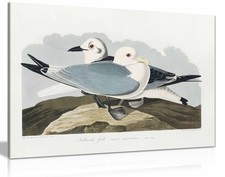 Dreizehenmöwe Möwe aus Vögeln Amerikas 1827 gerahmter Leinwanddruck für Wand Deko