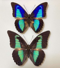 Prepona for collectors | Prepona werneri, brooksiana females