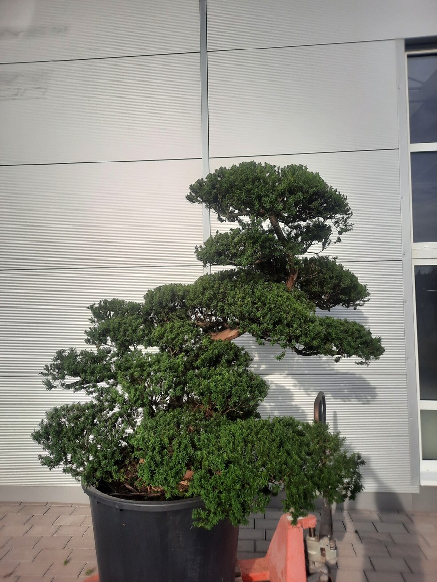 welche erde bonsai Bonsai-Erde kaufen? ✓ Schnell versandt – Sybotanica main image 1