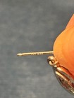 14k White Gold Diamond Dangle Earrings — photo 3