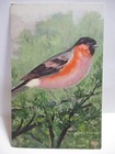1940s SIGNED FRED SALTER POSTCARD SONGBIRD, BULLFINCH — photo 1