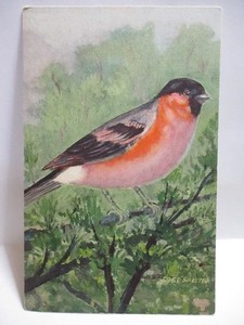 1940s SIGNED FRED SALTER POSTCARD SONGBIRD, BULLFINCH