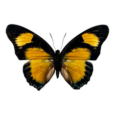 Wynlyn Wings Insect shop - Andrew Colley