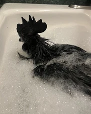 Ayam Cemani 5+ hatching eggs NPIP/AI Clean