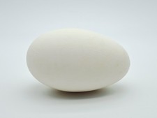Blown Out Hollow Real Goose Eggshell 3.25 Inches For Arts And Crafts