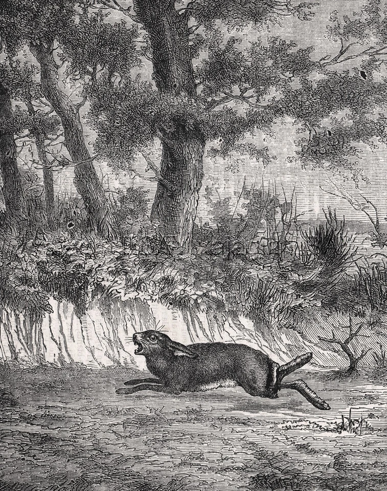 Puntero alemán de pelo corto para perro, impresión y artículo grabado antiguo grande de la década de 1870 Foto 2 de 4