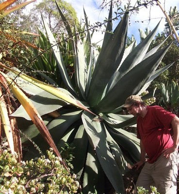 Grte Agave weltweit ! Winterharte Agave parryi varia. neomexicana / Samen  .... | eBay.de
