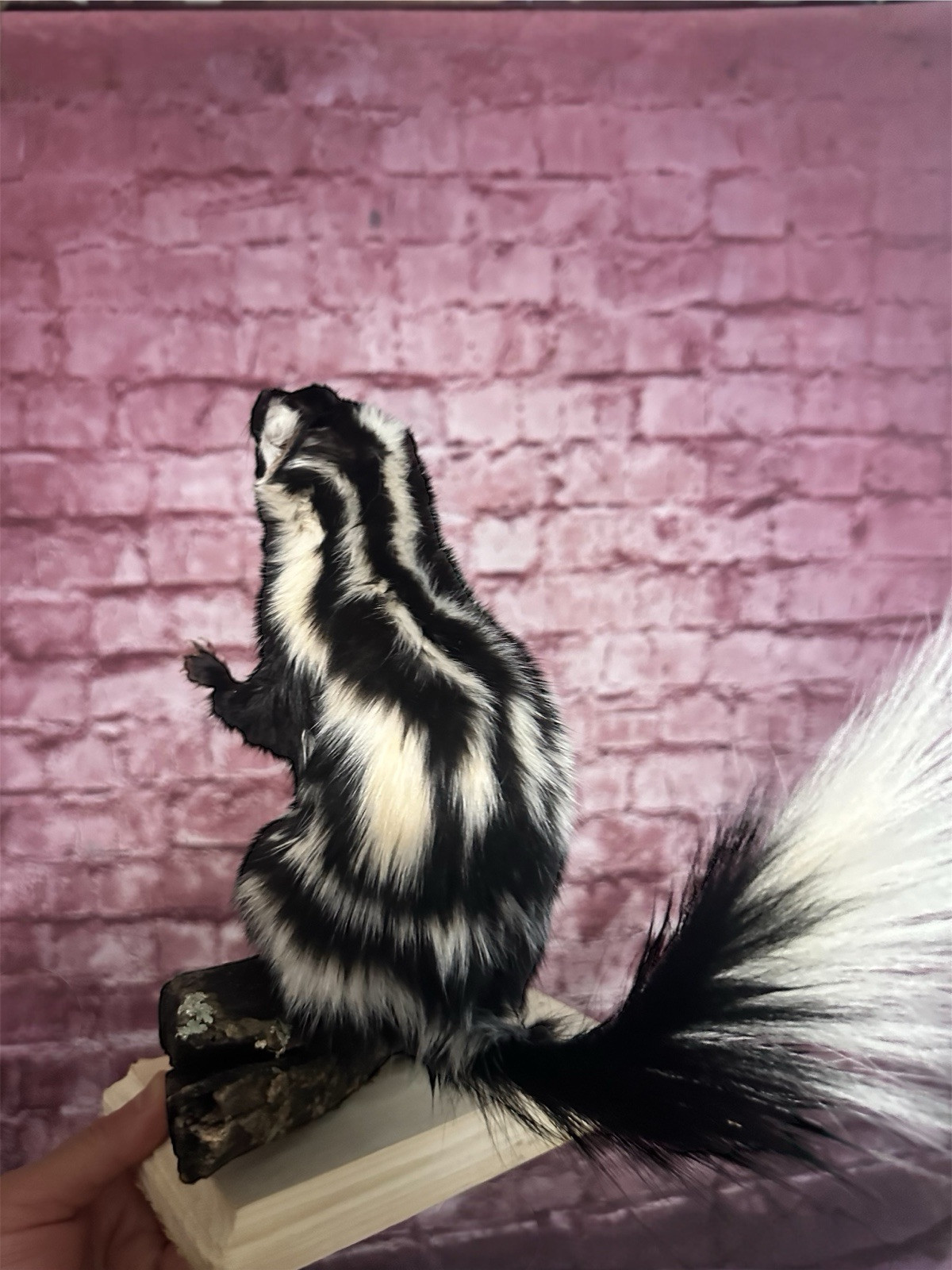 Taxidermy Standing Civet Spotted Skunk Mount Cabin Decor Squirrel