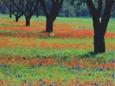 *Postcard-"Open Field...Beautiful Flowers/Scenery"  {RB74}