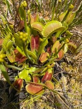 15 SEMI Dionea Muscipula (Venus Flytrap)