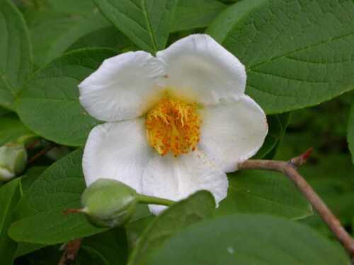 Japanese Stewartia pseudocamellia, Tree Seeds (Showy, Fall Color) - Photo 1/10