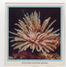 Smiths Australia Great Barrier Reef cut outs Feather Duster Worm