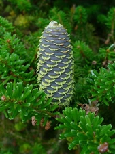 Korean Fir (Abies koreana), 20 seeds
