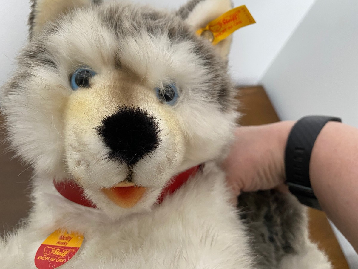 Steiff Molly Husky Dog 45 cm 104916 Button & Tag 1991 - never