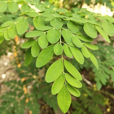 Moringa Tree (Moringa oleifera)  - 10 seeds