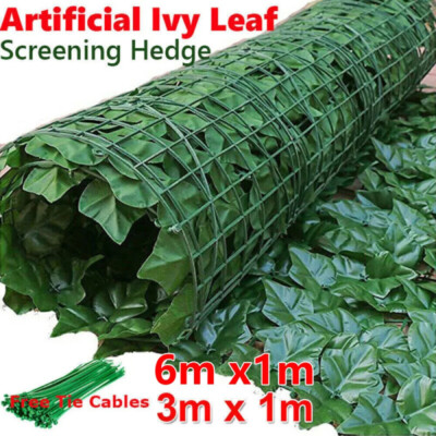 geigenfeige pflege und standort Echte XXL Geigenfeige mit 2 Stämmen 120-130cm – Green Me Up main image 0