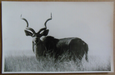 Windhoek Namibia Kudu Antilope altes Original Foto