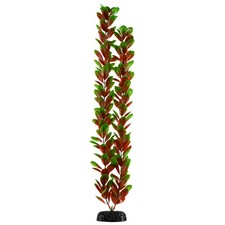 Underwater Treasures Red Green Bacopa Plant Select Size:: 24 inch