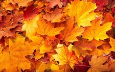 Landscape leaves fall fallen red plants Custom Gaming Mat Desk