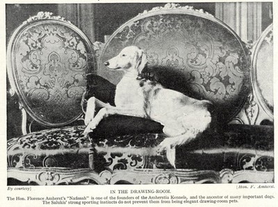 Saluki ''Nafissah'' - 1934 Vintage Dog Art ''Photo'' Print - CUSTOM MATTED