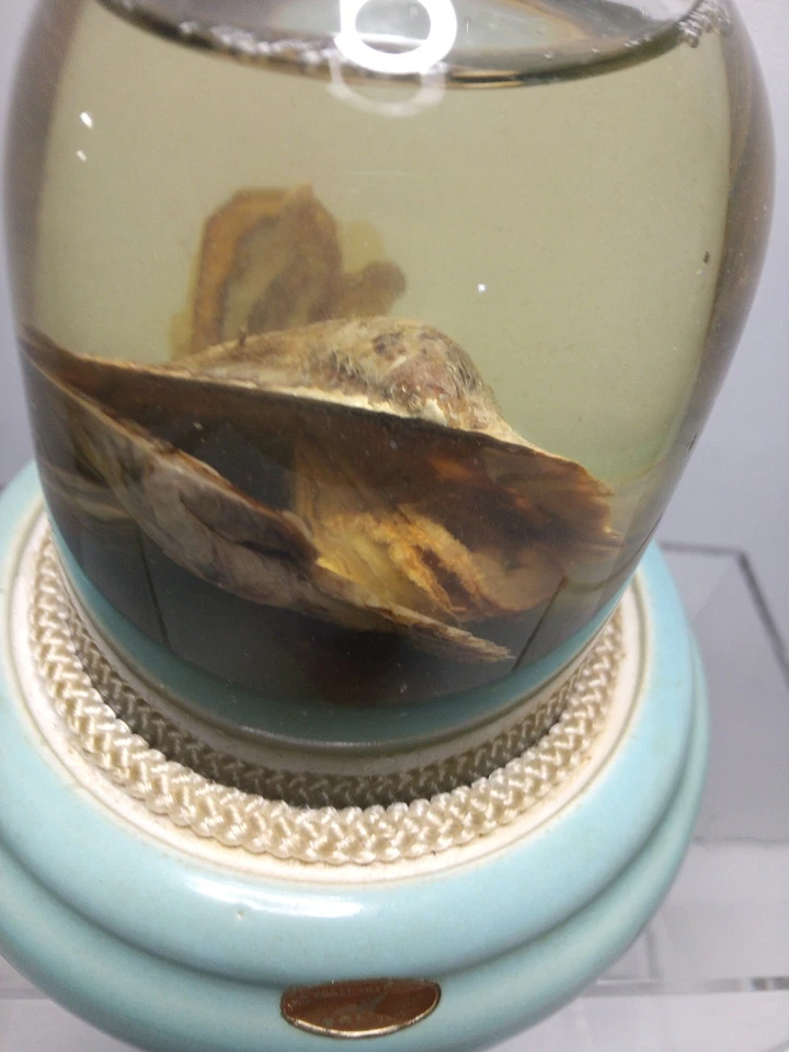 Устричный Жемчужный Водяной Снежный Глобус Mie Krogei Sha Редкий Винтажный Япония 1960-е - Изображение 3 из 4