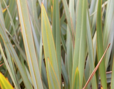 30x Neuseeland Flachszweige (Blätter) für Floristik, Blumengestecke frisch geschnitten