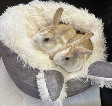 Small Animal Pet Bed Durable Gray  Cream Fluffy Interior  Ears-Bunny Cat Dog