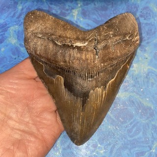 MEGALODON SHARK TOOTH 5.63” HUGE TEETH MEG SCUBA DIVER DIRECT FOSSIL NC 0356