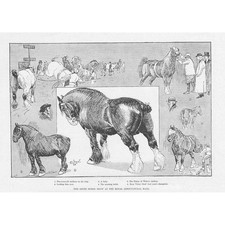 The Shire Horse Show at the Royal Agricultural Hall - Antique Print 1893